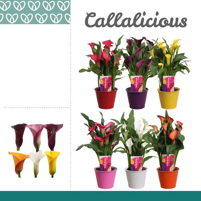 Zantedeschia (Calla) Mix in Ompot Zara, D 12