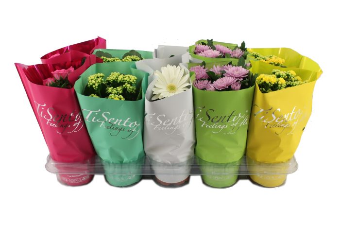 Bloeimix 12cm | Juni Mix, D 12