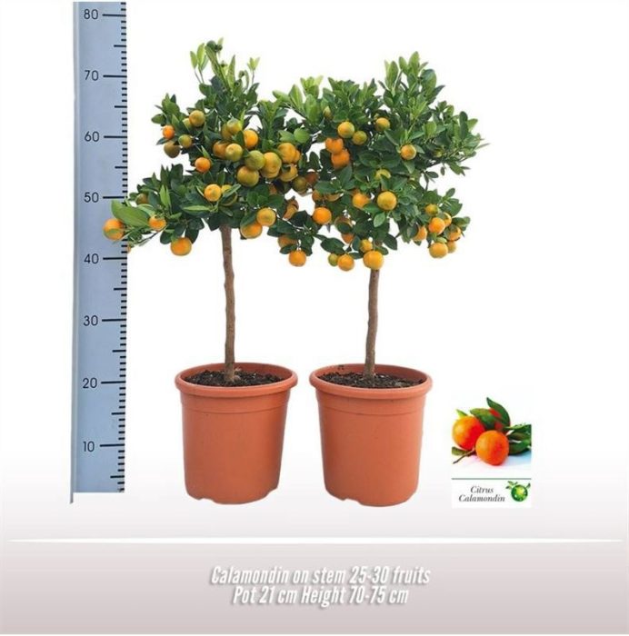 Calamondin op stam, D 21