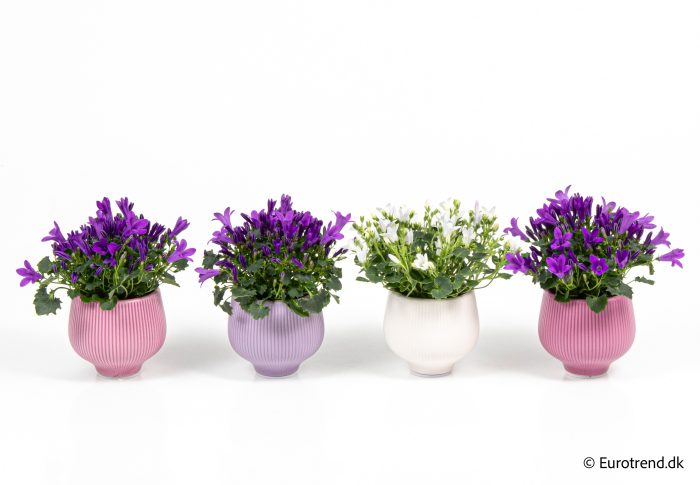 Campanula in Valentine ceramic 2026, D 6