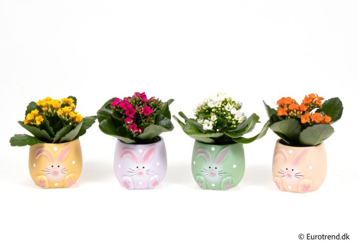 Kalanchoe in Easter ceramic 2026, D 6