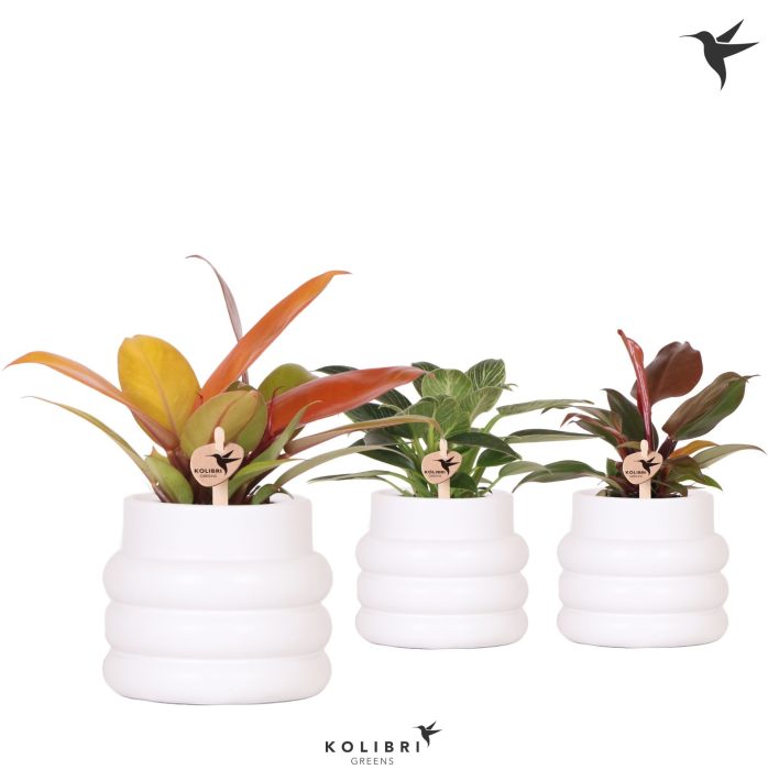 Kolibri Greens Philodendron mix in Bubble pot white, D 9