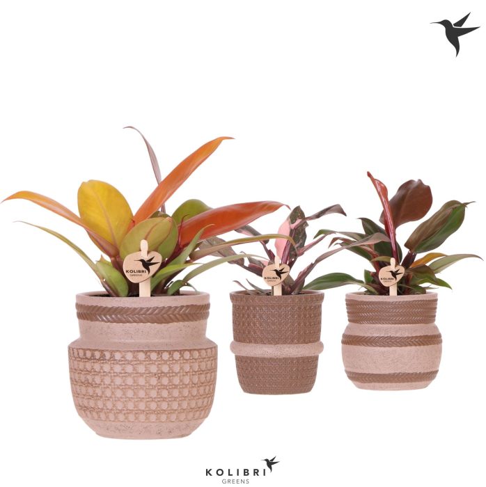 Kolibri Greens Philodendron mix in Ethnic pot sand mix, D 9