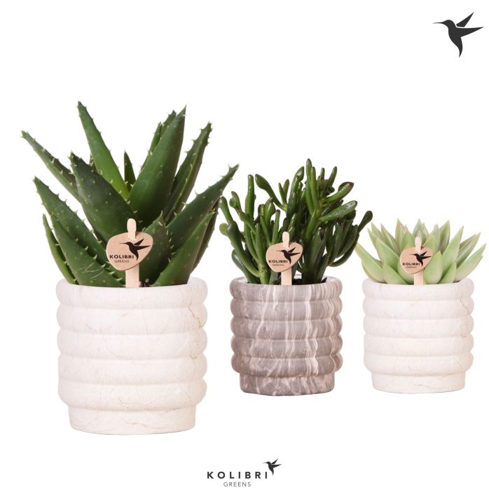 Kolibri Greens Succulenten mix in Marble pot mix, D 9