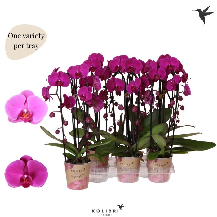 Kolibri Orchids Phalaenopsis Cascade Niagara Fall violet 2 spike, D 12