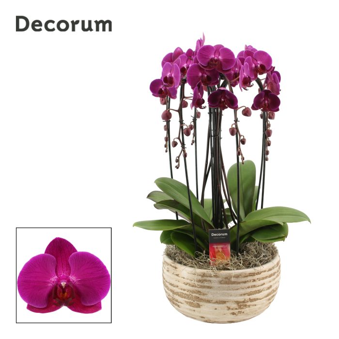Luna cascade 6 tak symphony purple (Deco-collection), D 27