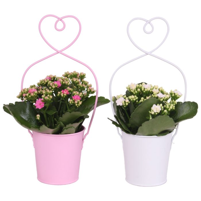 Mothersday Arr. Indoor Zinc Framepot with Heart Ø15cm 1PP, D 15