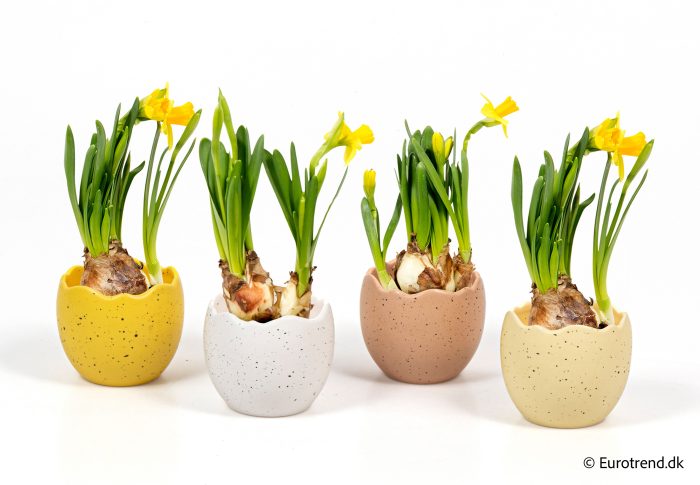 Narcissus in Easter ceramic 2026, D 6
