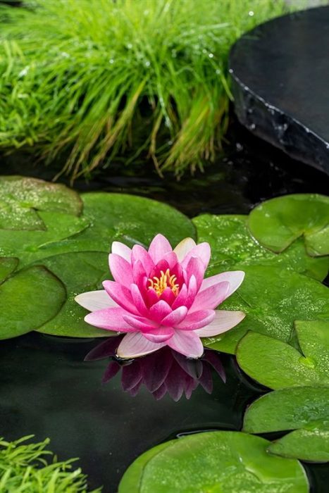 Nymphaea Charles de Meurville, D 11