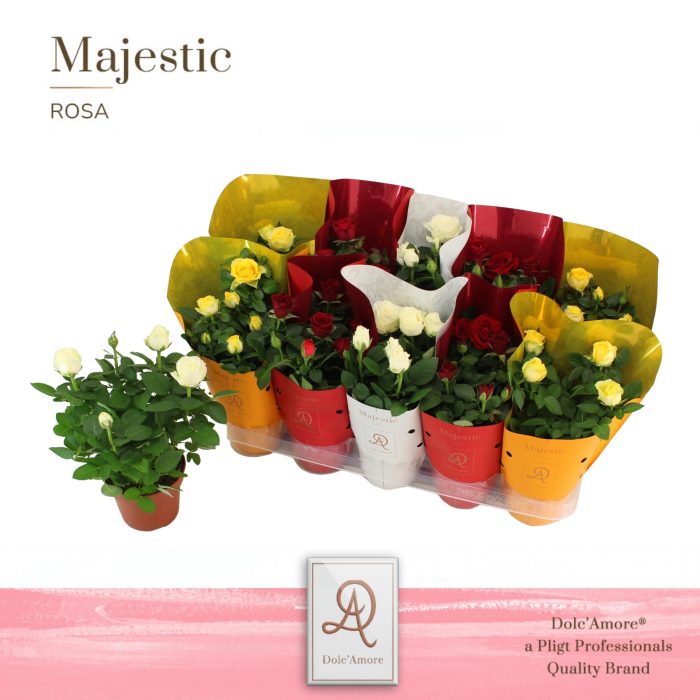 Potroos Verona Mix P12 Dolc'Amore Metallic, D 12