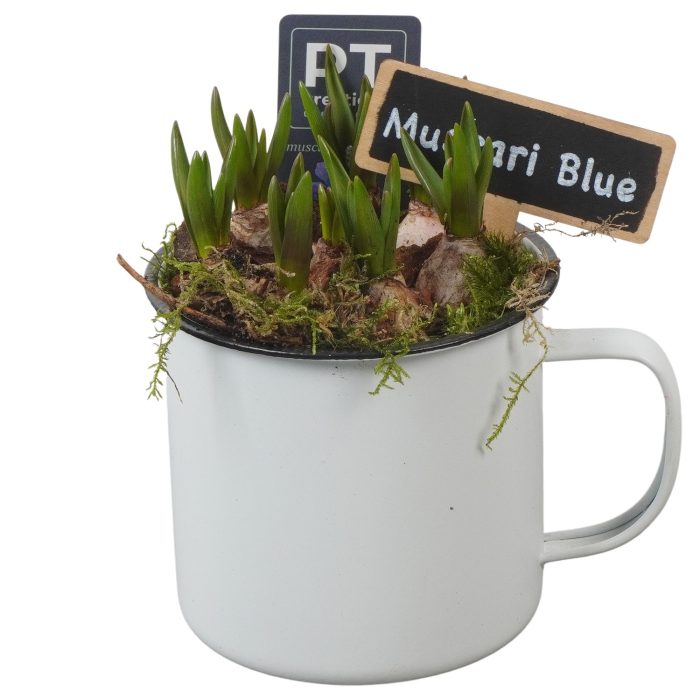 PTMB6142 Arrangement Muscari Blue in zink pot, D 10