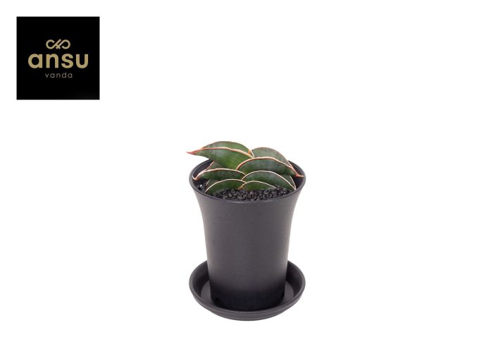 Sansevieria Almond Silver Sweet in sierpot, D 7,5