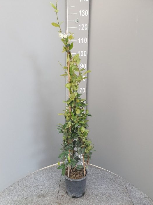 Trachelospermum jasminoides, D 15