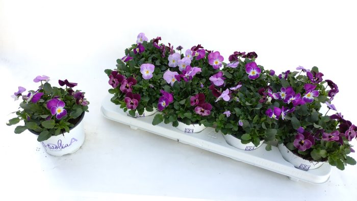Viola Frivolia mix1, D 12