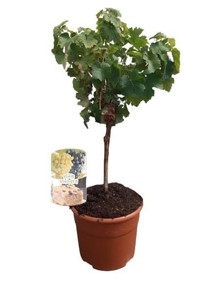Vitis vinifera stem C19, D 19