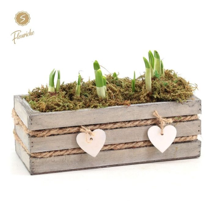 (DN491) Narcissus Julie [L] Mos, D 16