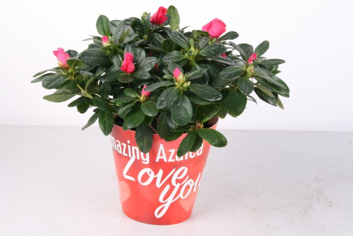 110 : Amazing Azalea Valentine p12 in waterbestendige kartonnen cover Valentijn-Moederdag, D 12