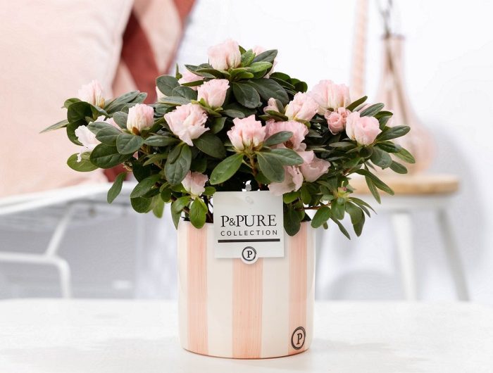 1st class Azalea pink in P&PURE Eline 2 ceramics pink, D 12