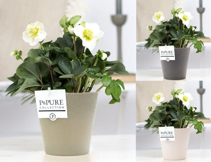 1st class Helleborus "Xmas C." in P&PURE Ruby ceramics ass. 3, D 12