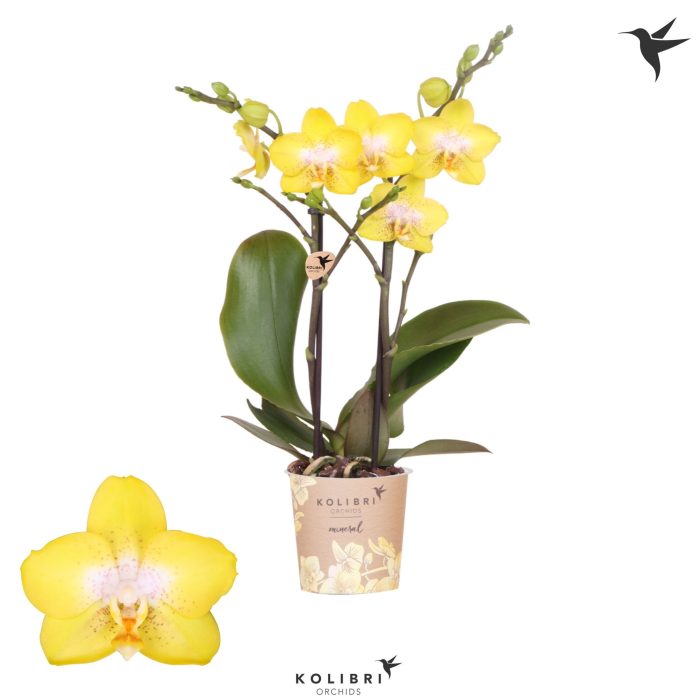 Kolibri Orchids Phalaenopsis Arezzo 2 spike, D 9