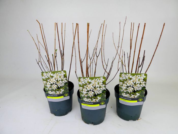 Deutzia 'Lemonei', D 14
