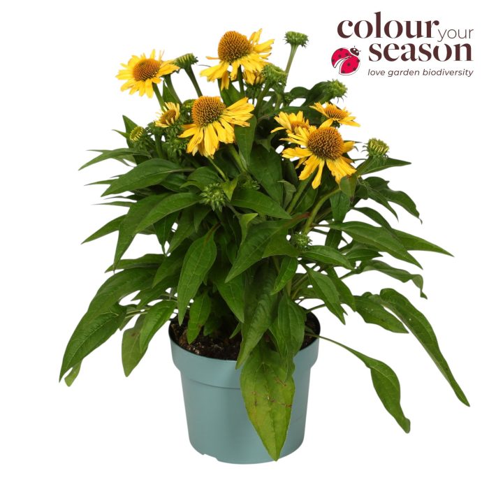 Echinacea Mooodz Amaze P19, D 19
