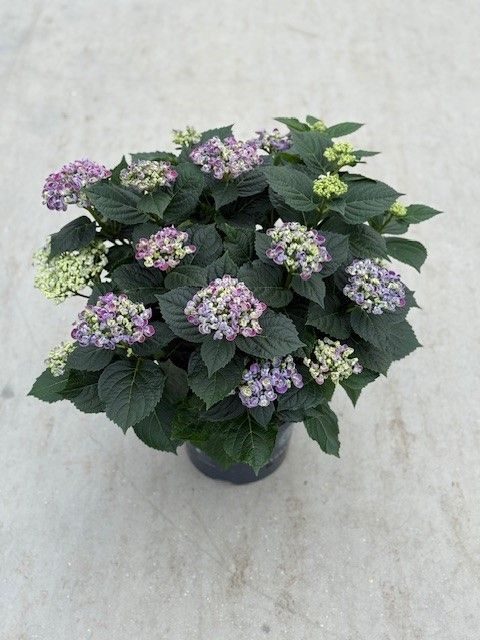 23 Hydrangea Curly wurly, D 23