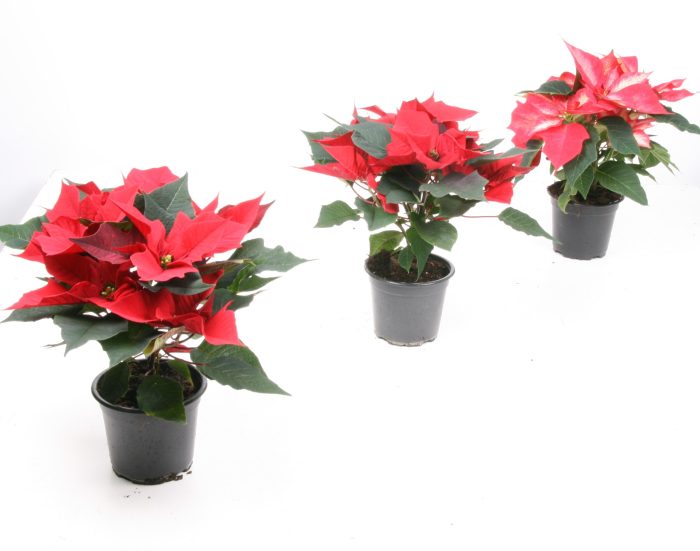 301 ADH : P10.5 cm Kerstster poinsettia 5 bloemen in hoes mix 80% rood en 20% andere (wit roze zalm marble Ice), D 10