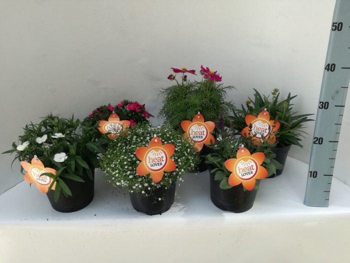 479 SV : P17 Assortiment zomerbloeiers Heat Lovers, Leucanthemum, Gaura, Veronica, Ajuga, Sanvitalia, D 17