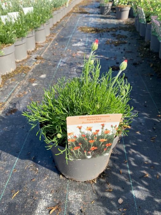 499 DVDS : Pot 19 cm Rhodanthemum Zagora Orange, D 19