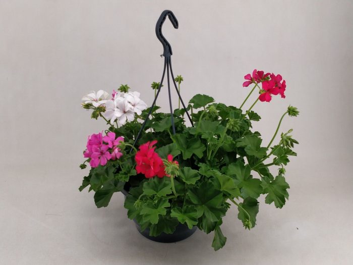 pelargonium Marcada trio mixlaag, D 23