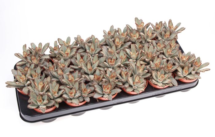 Kalanchoe Tomentosa Aida, D 8,5