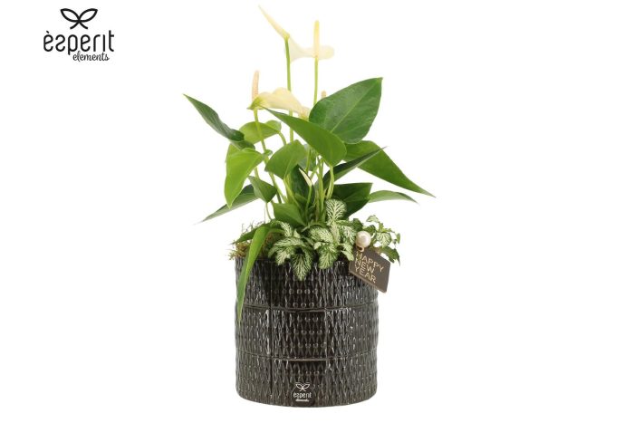 62170: New Year arrangement, D 13