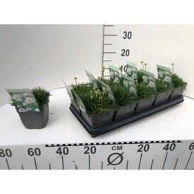 742 DVDS : 1L pot ARMERIA rose - white, D 13