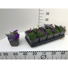 745 DVDS : 1L pot AUBRIETIA Burgundy Kitte blue, D 13