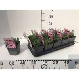751 DVDS : 1L pot DIANTHUS PLUMARIUS red-rose bicolor-rose picotee white-red bicolor, D 13