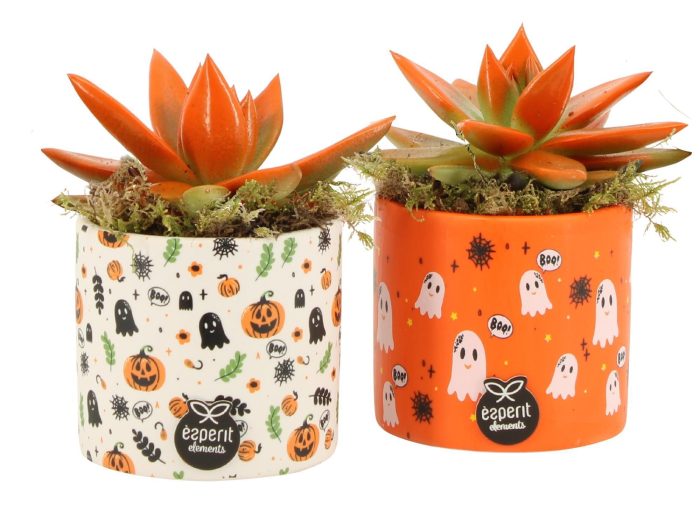 83346: Halloween arrangement, D 8
