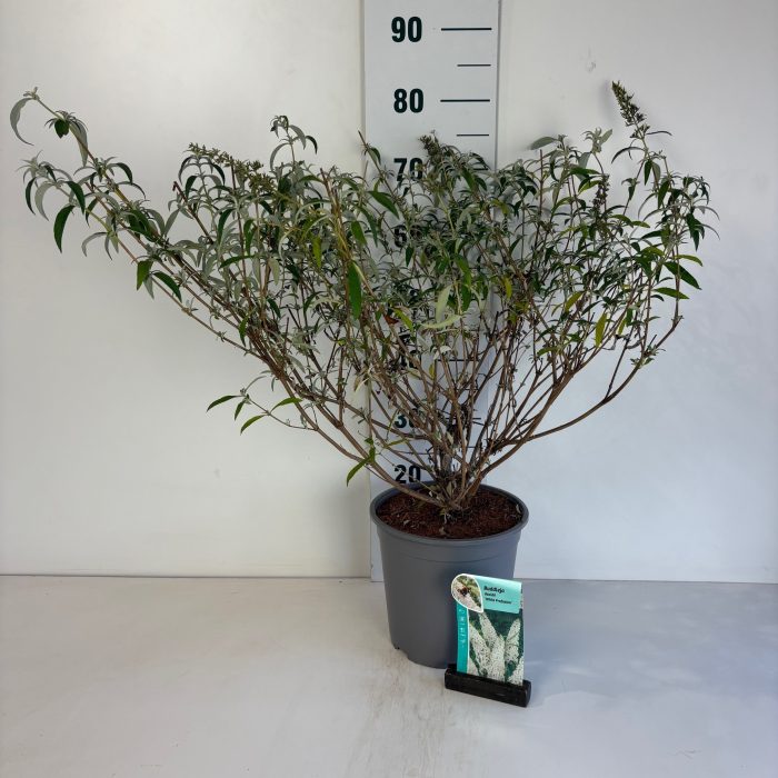 Buddleja davidii White Profusion, D 24