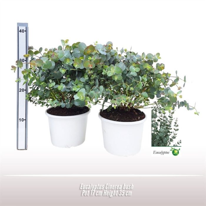 Eucalyptus Cinerea struik, D 17