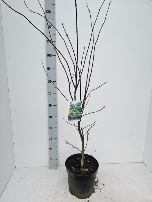 Acer palmatum 'Osakazuki', D 26