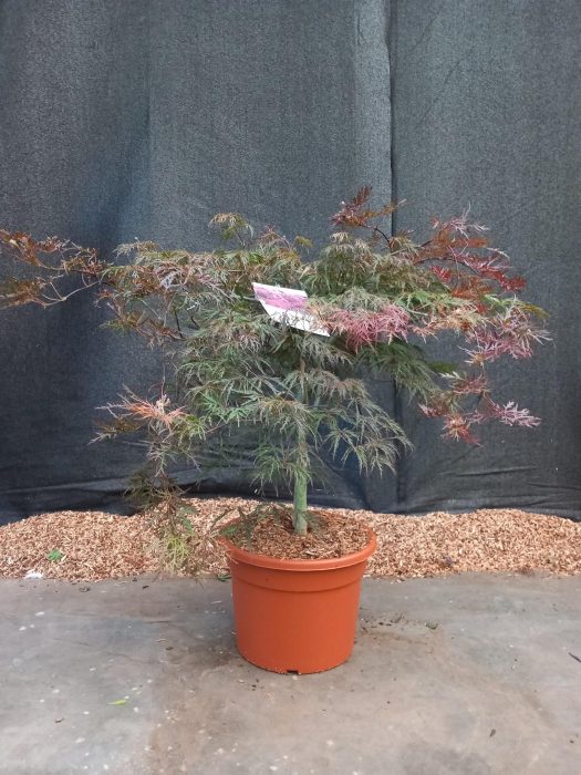 Acer palmatum Inaba-Shidare, D 32