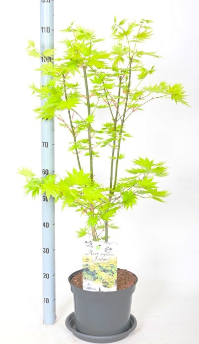 Acer shi. jordan, D 26