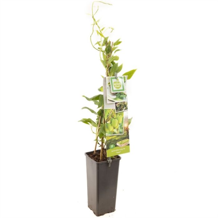 Actinidia arguta Issai Mini kiwi zelfbestuivend, D 11