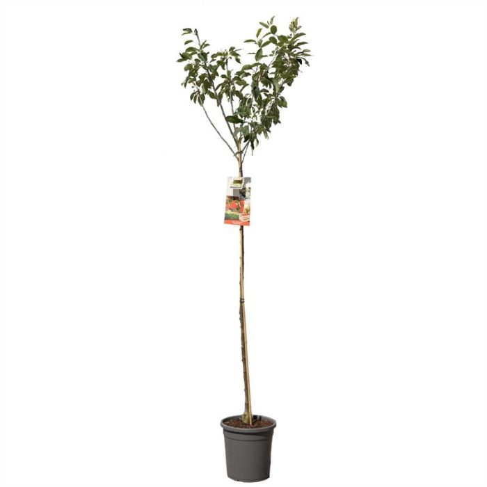 Malus dom. Summerred hoogstam Rode handappel, D 31