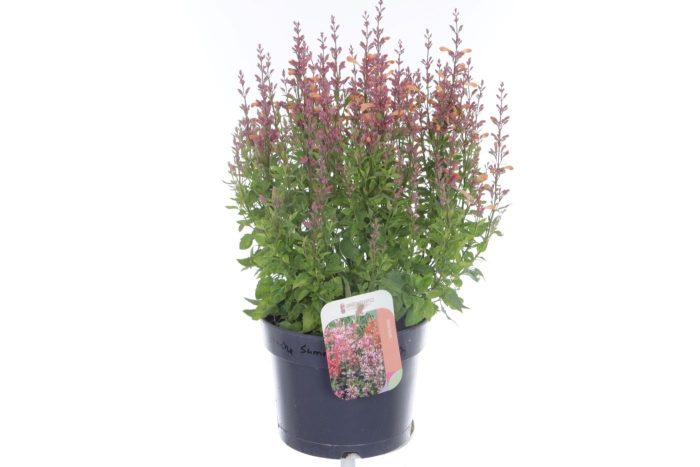 Agastache mexicana Summerlong Peach, D 17