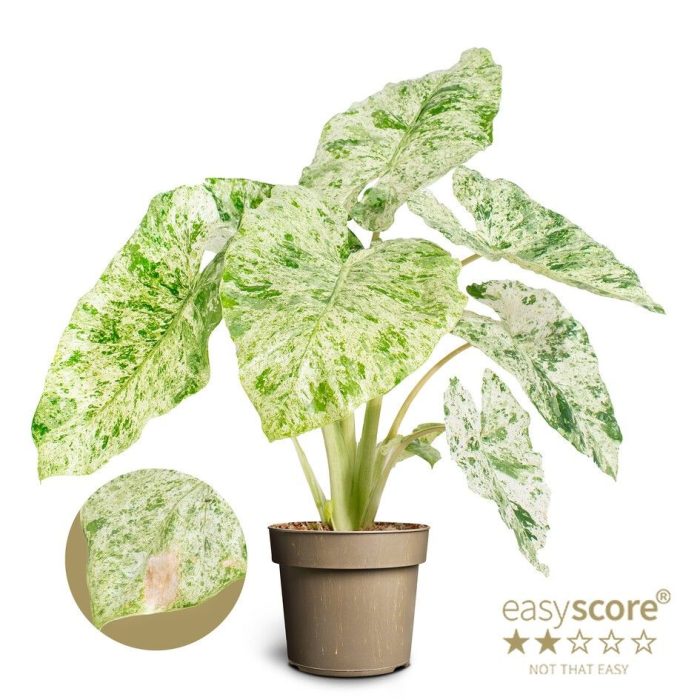 Alocasia Camouflage, D 17