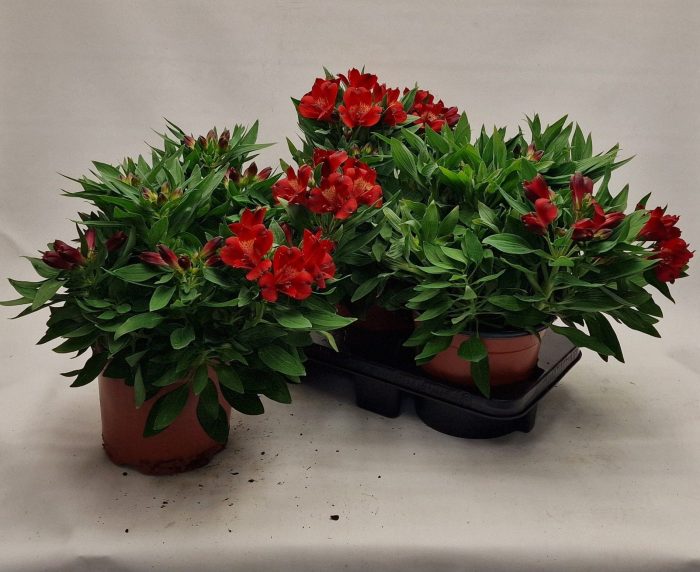 Alstroemeria Inticancha Doba, D 19