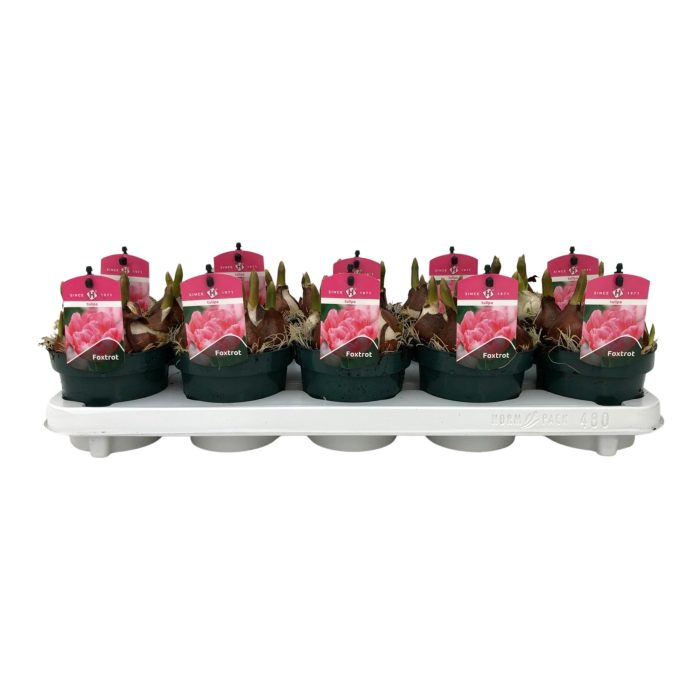 Tulp Foxtrot, D 12