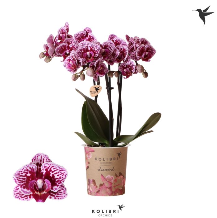 Kolibri Orchids Phalaenopsis Diamond Bolivia 3 spike, D 9