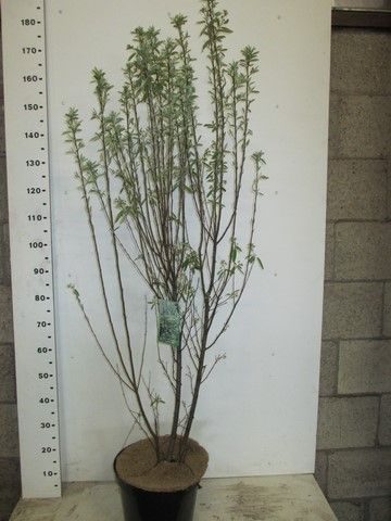 Amelanchier c. Rainbow Pillar P32, D 32